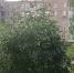 Тропический зной в Подмосковье в эти дни сменится тропическими ливнями - Regions.Ru